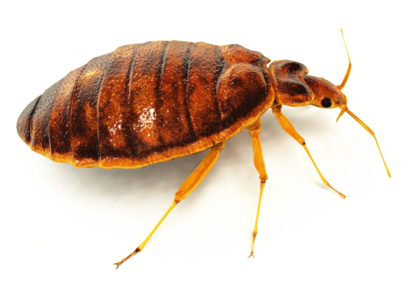 oxypest image