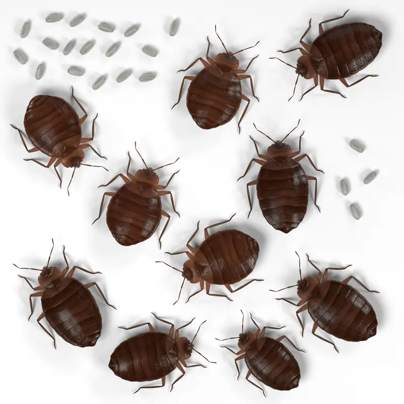 oxypest image
