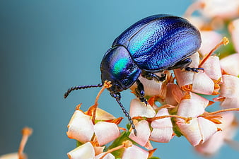 oxypest image