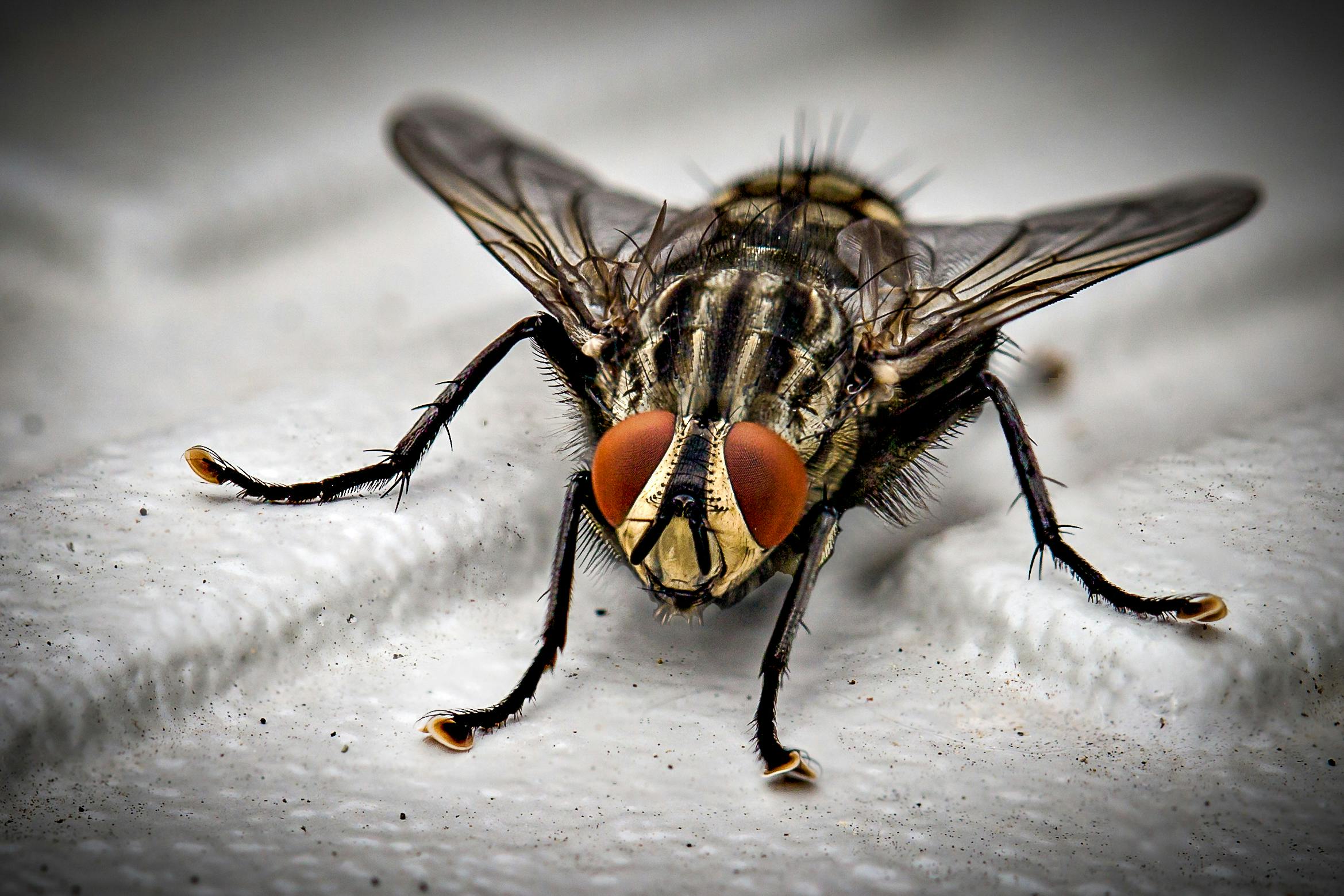 oxypest image
