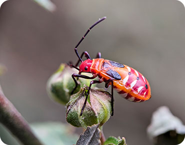 oxypest image