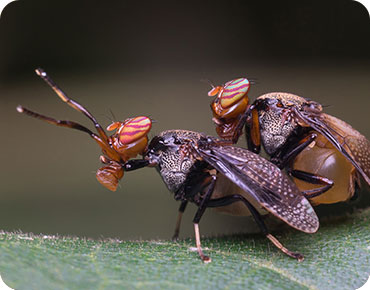 oxypest image